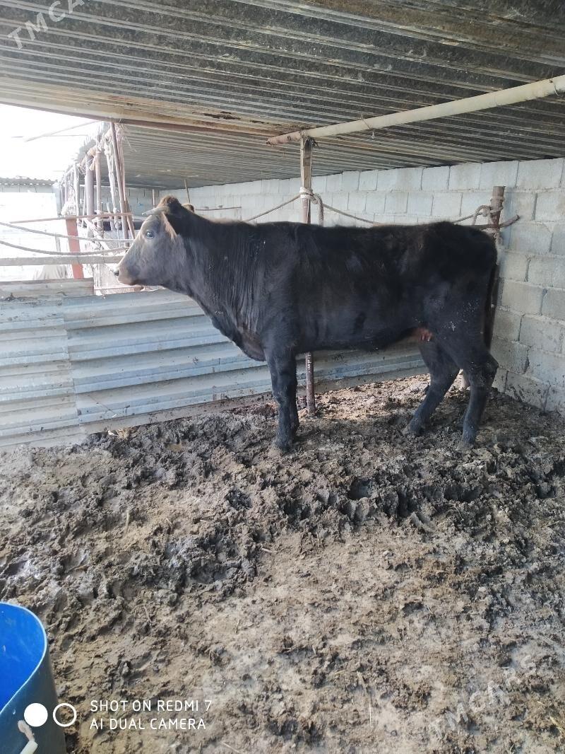 sygyr - Туркменбаши - img 1