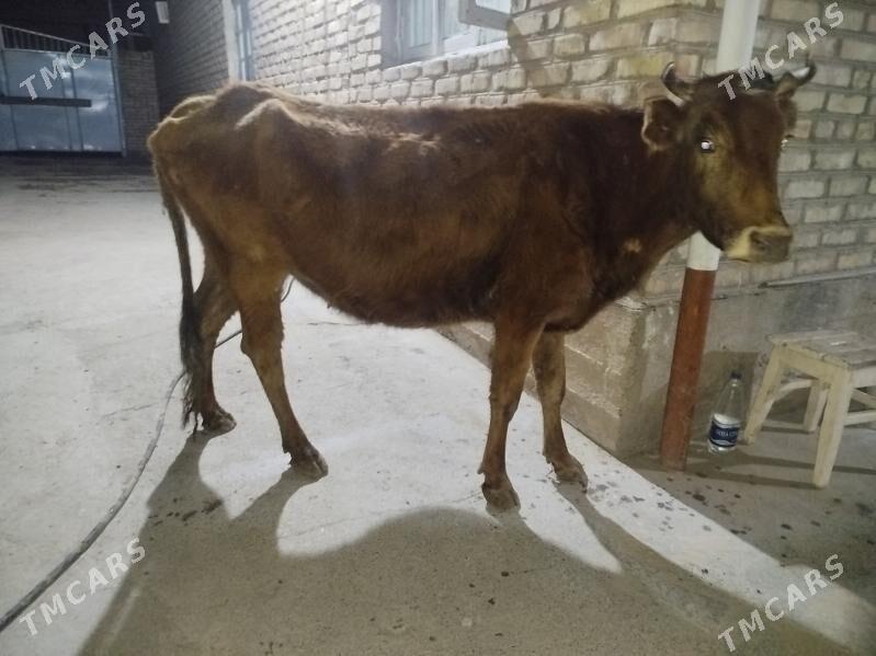 boğaz sygyr - Теджен - img 1