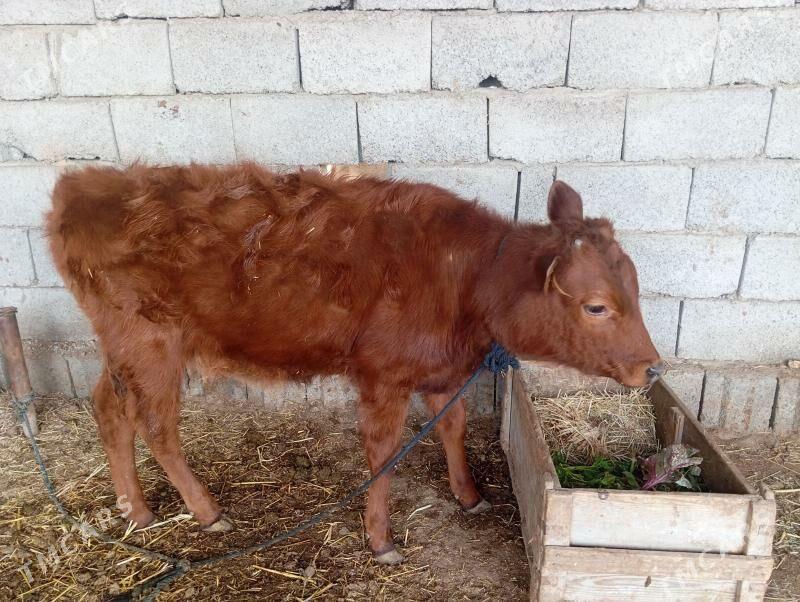 gulajyn - Мары - img 1