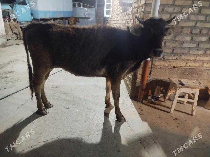 boğaz sygyr - Tejen - img 1