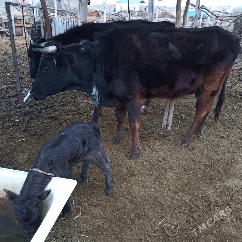 Göleli sygyr çerniý pëstriý - Aşgabat - img 1