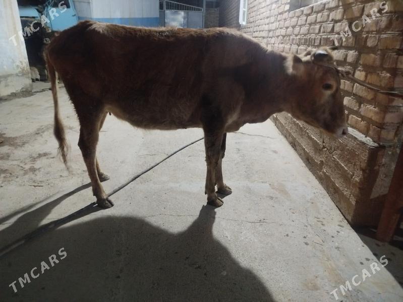 boğaz sygyr - Теджен - img 1