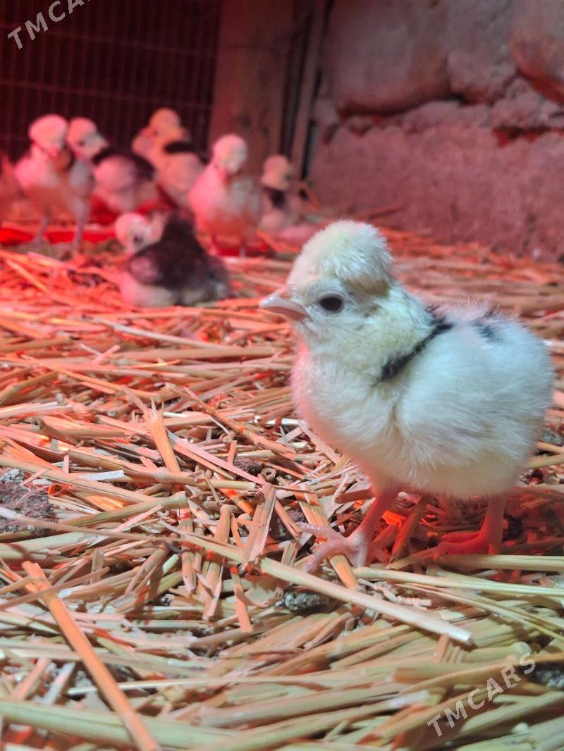 fizan juje - Jebel - img 1