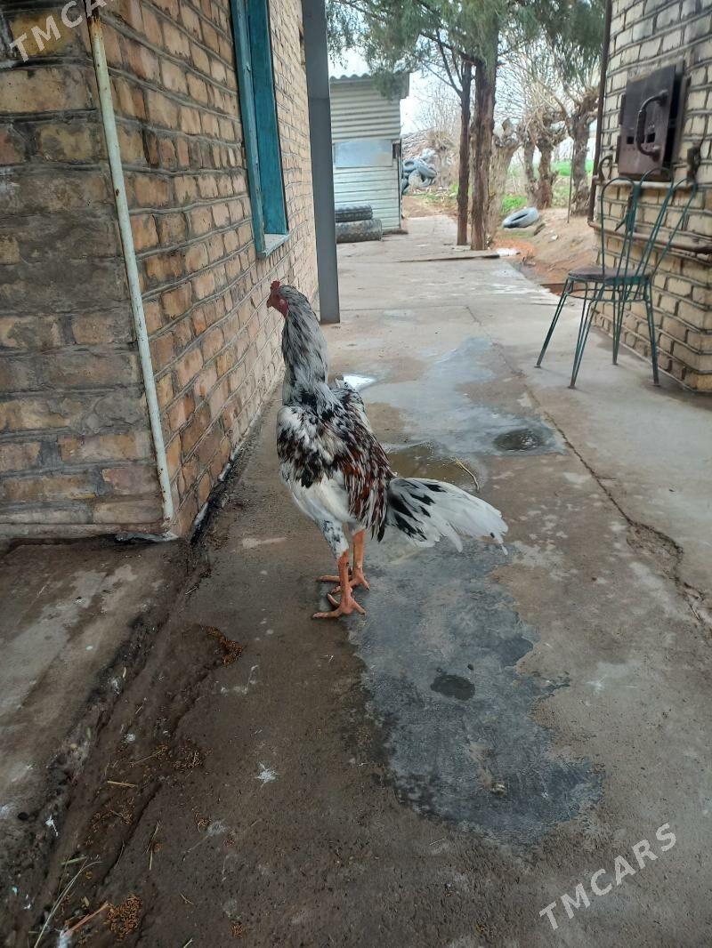 baysy - Мургап - img 1