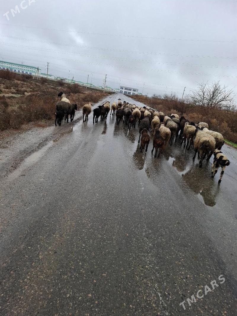 guzyly goyunlar - Кака - img 1