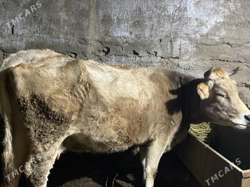 Bogaz sygyr - Gökje - img 1