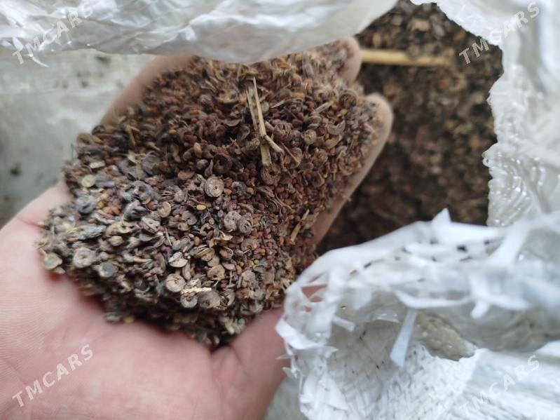 ýorunjo tohum - Бахарден - img 1