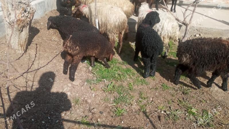 goyun guzuly - Mary - img 1