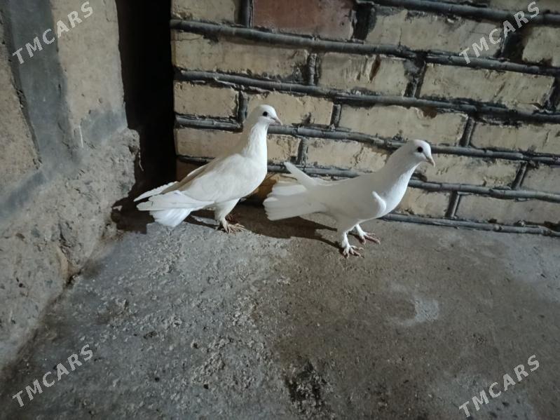 kepderi. - Гызыларбат - img 1