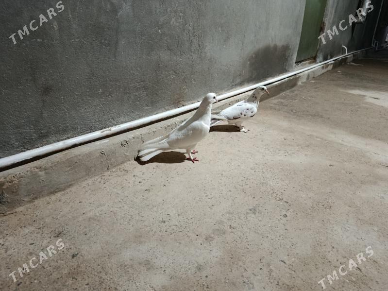 kepderi. - Gyzylarbat - img 1