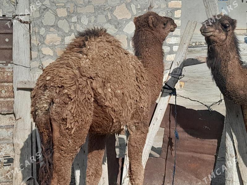 bakylan torum - Берекет - img 1