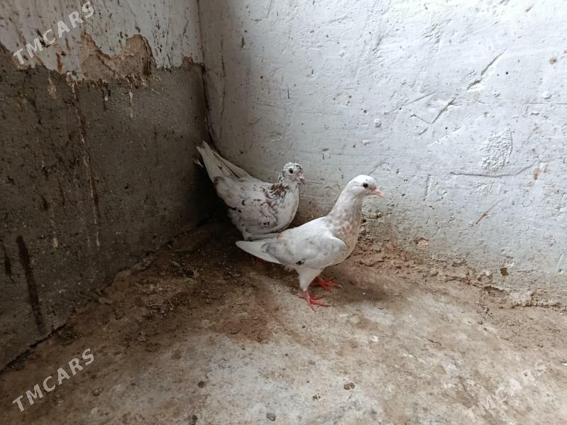 kepderi. - Gyzylarbat - img 1