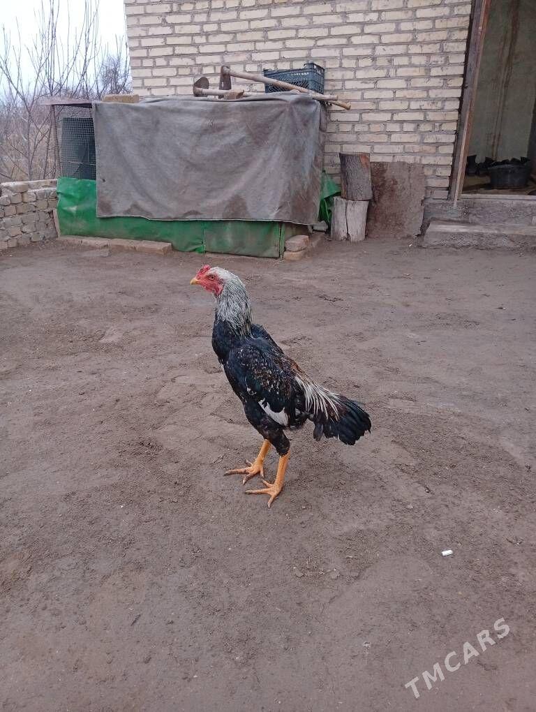 хораз - Dänew - img 1