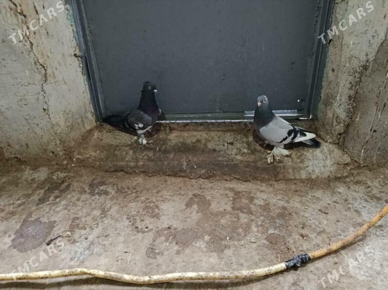 kepderi. - Гызыларбат - img 1