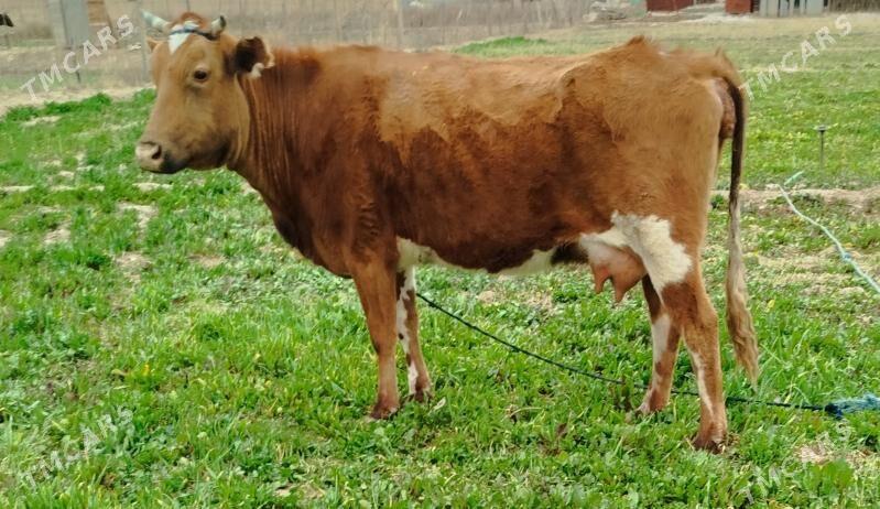 Göleli sygyr - Теджен - img 1