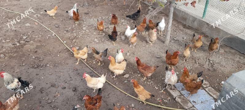 towuk - Bereket - img 1