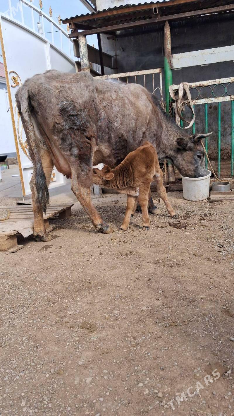 göleli sygyr - Джебел - img 1