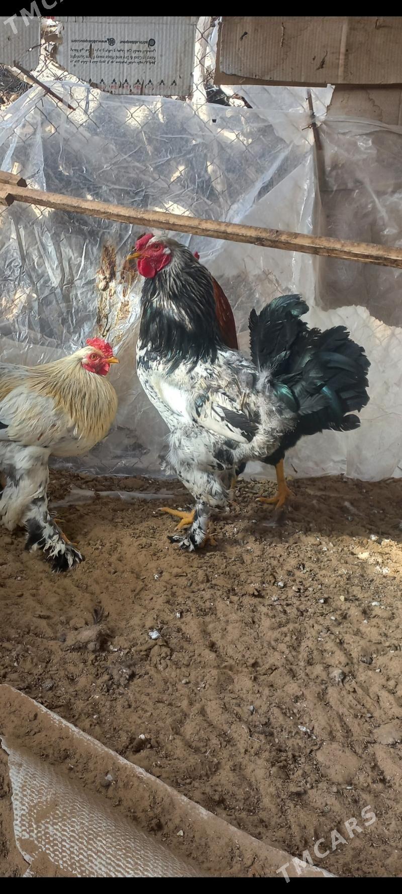 horoz - Мары - img 1