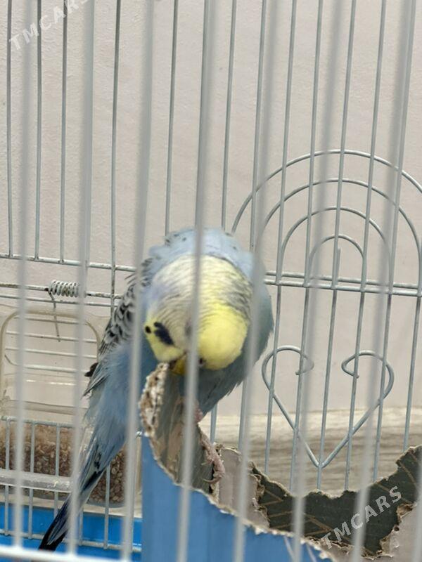 Папугай - Туркменабат - img 1