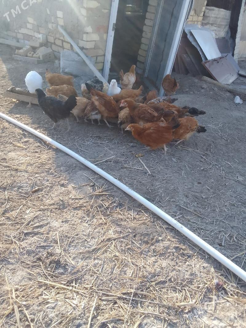 juje - Мары - img 1