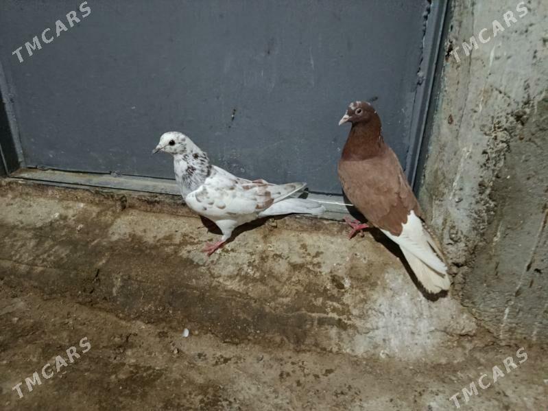 kepderi. - Gyzylarbat - img 1