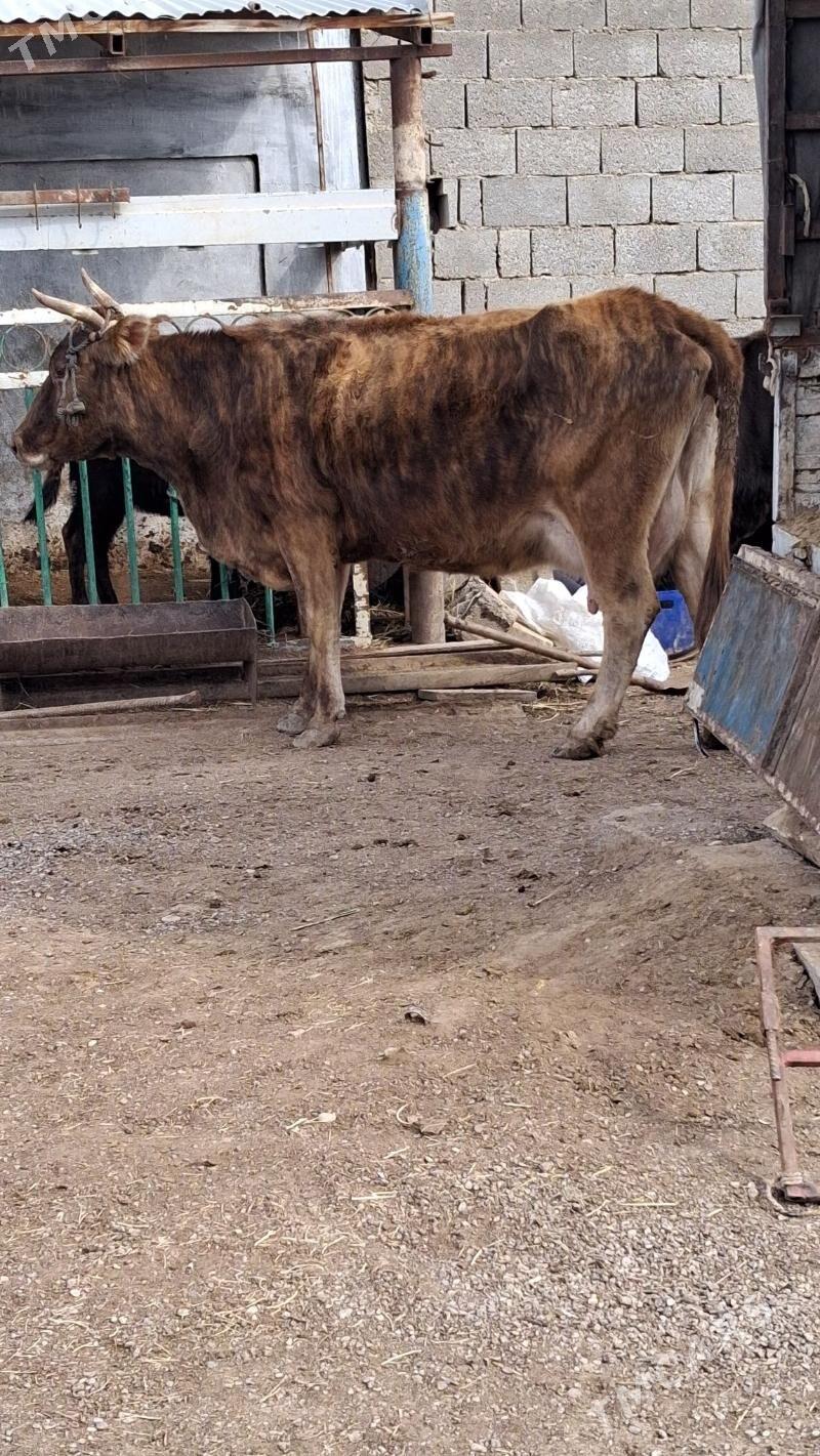 göleli sygyr - Jebel - img 1