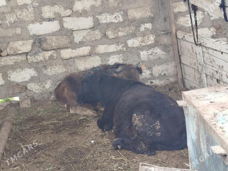 okuz - Balkanabat - img 1