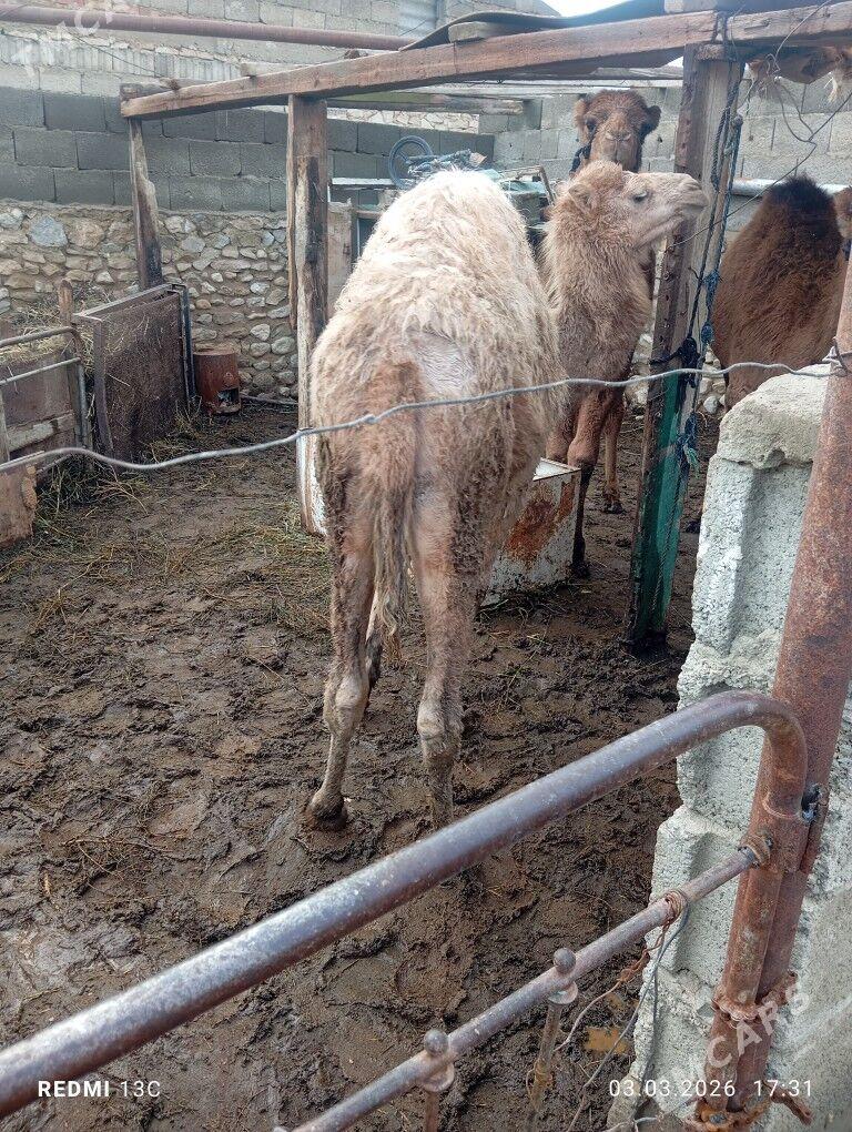 torum - Bereket - img 1