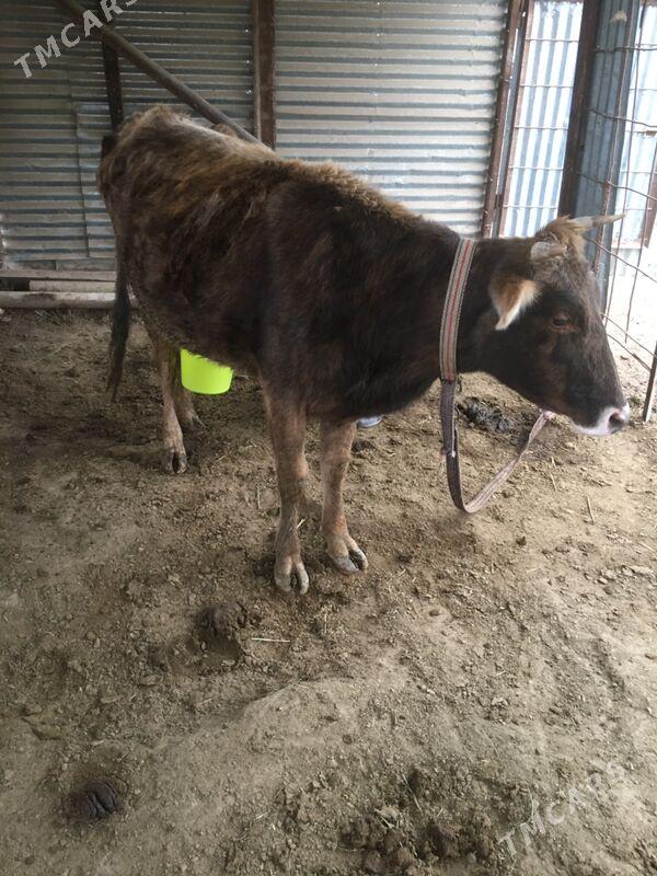 Dargyl goleli sygyr - Sakarçäge - img 1