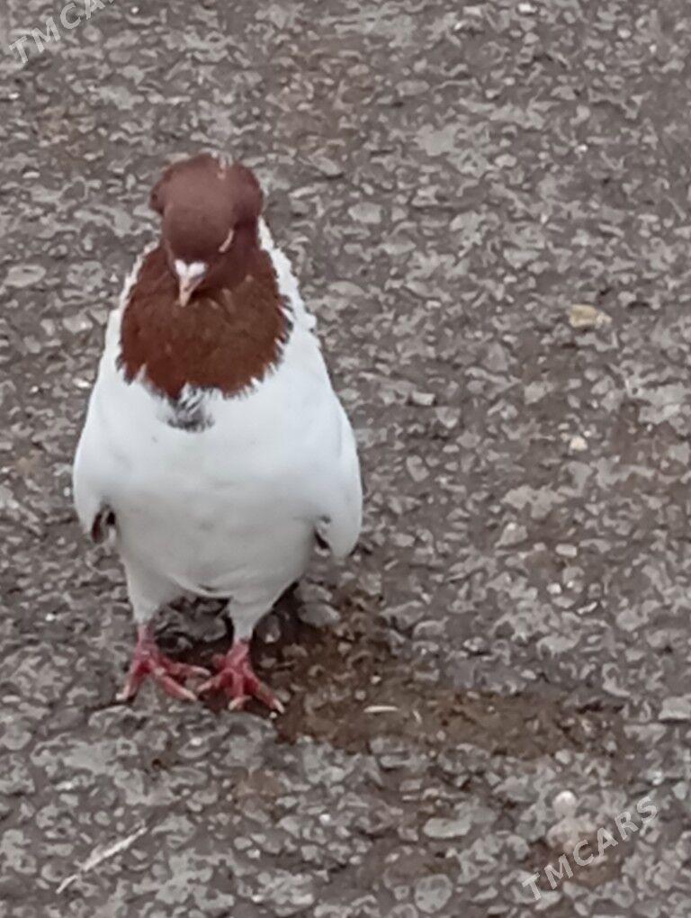 kepteri - Ашхабад - img 1