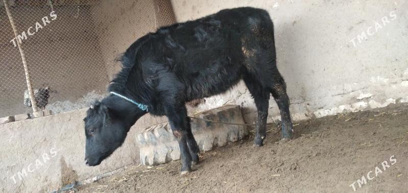 kaçar - Şabat etr. - img 1