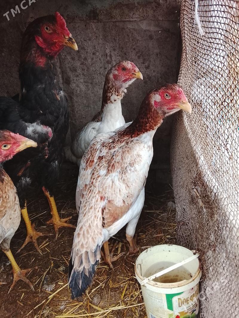 towuk baysow - Туркменабат - img 1