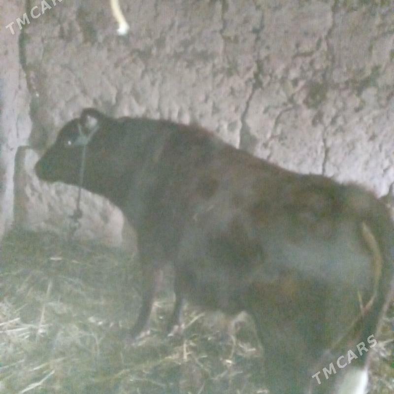 Okuz - Boldumsaz - img 1