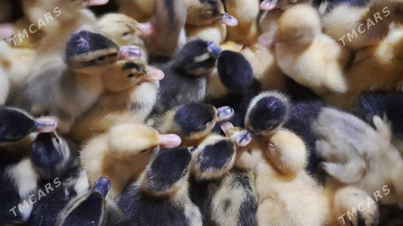 ordek juje - Daşoguz - img 1