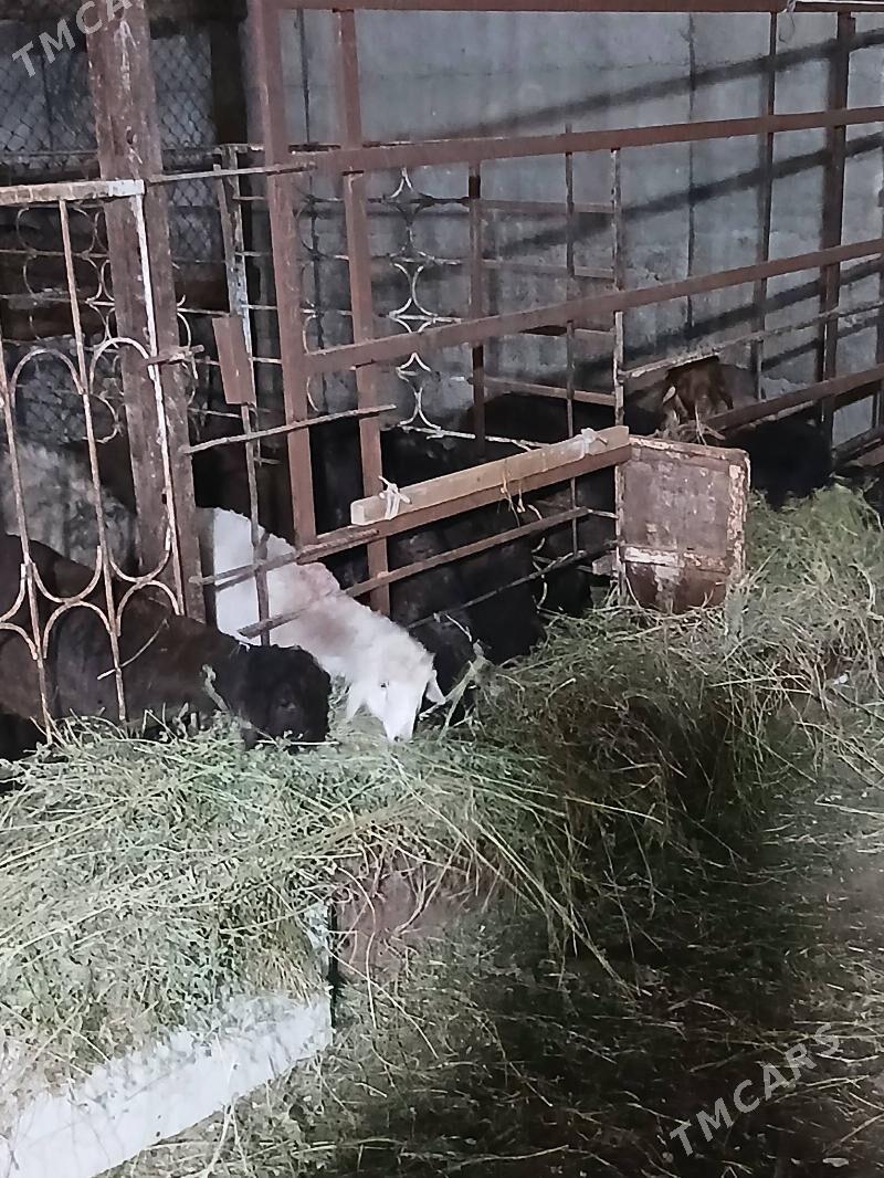 iṣ̌şek we tokly - Анев - img 1