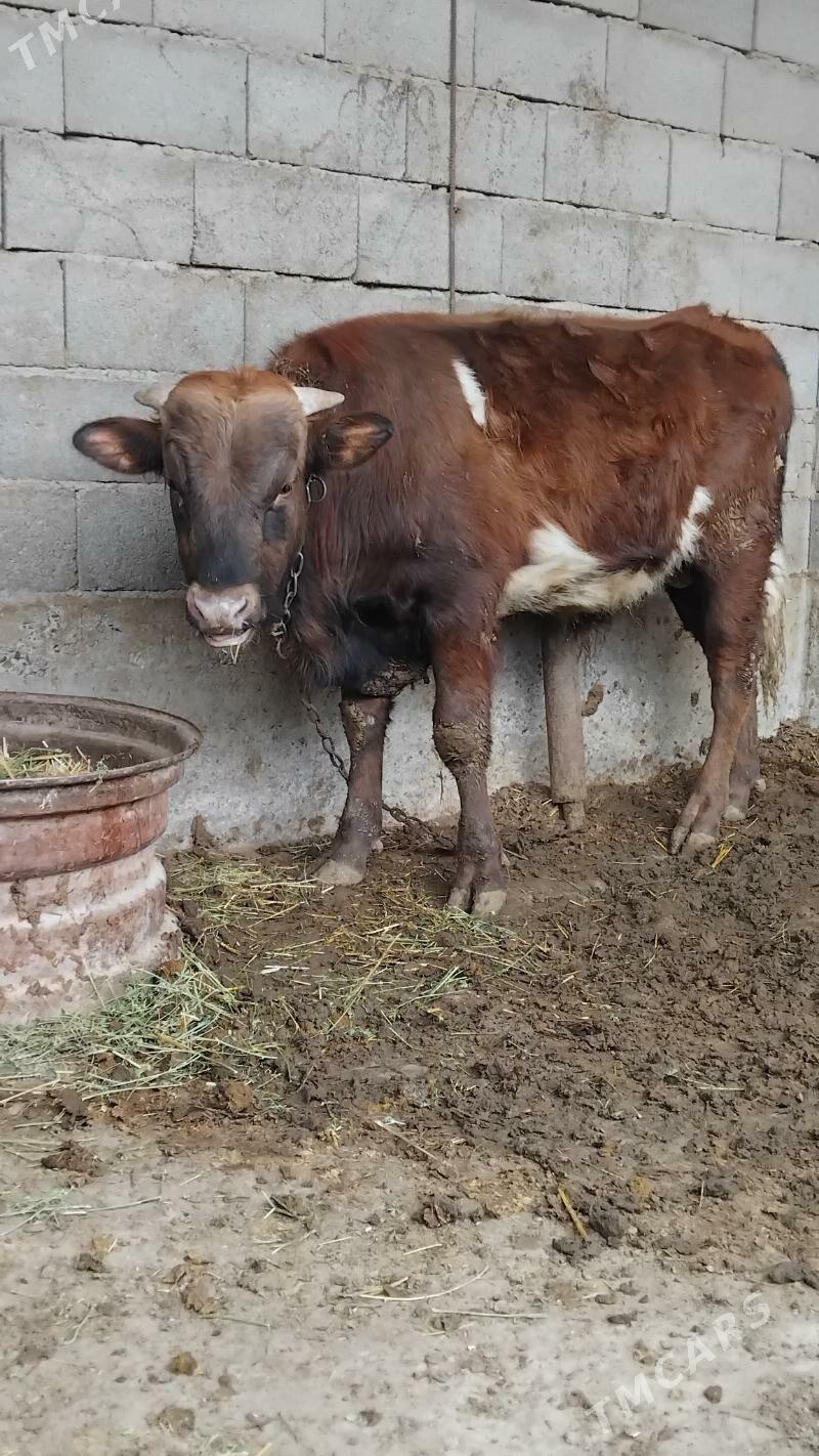 Ökuz - Бахарден - img 1