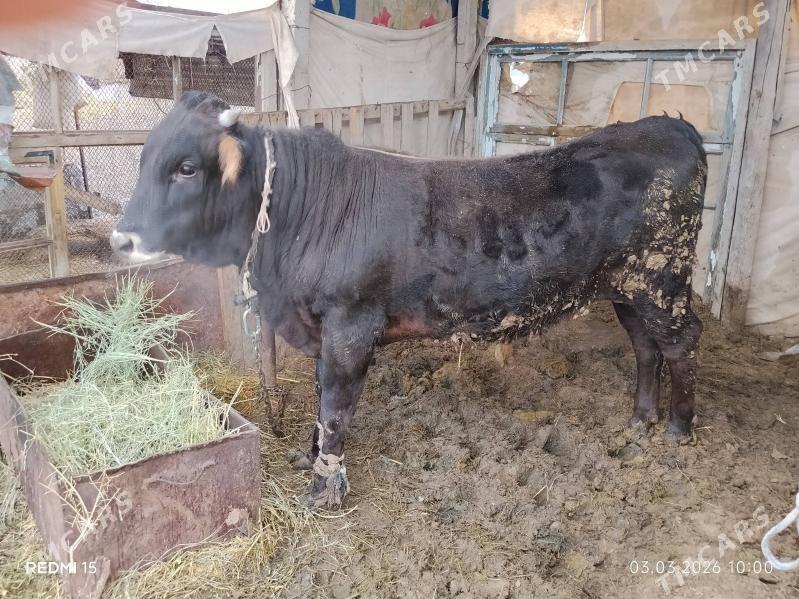 ÖKÜZ - Гёкдепе - img 1