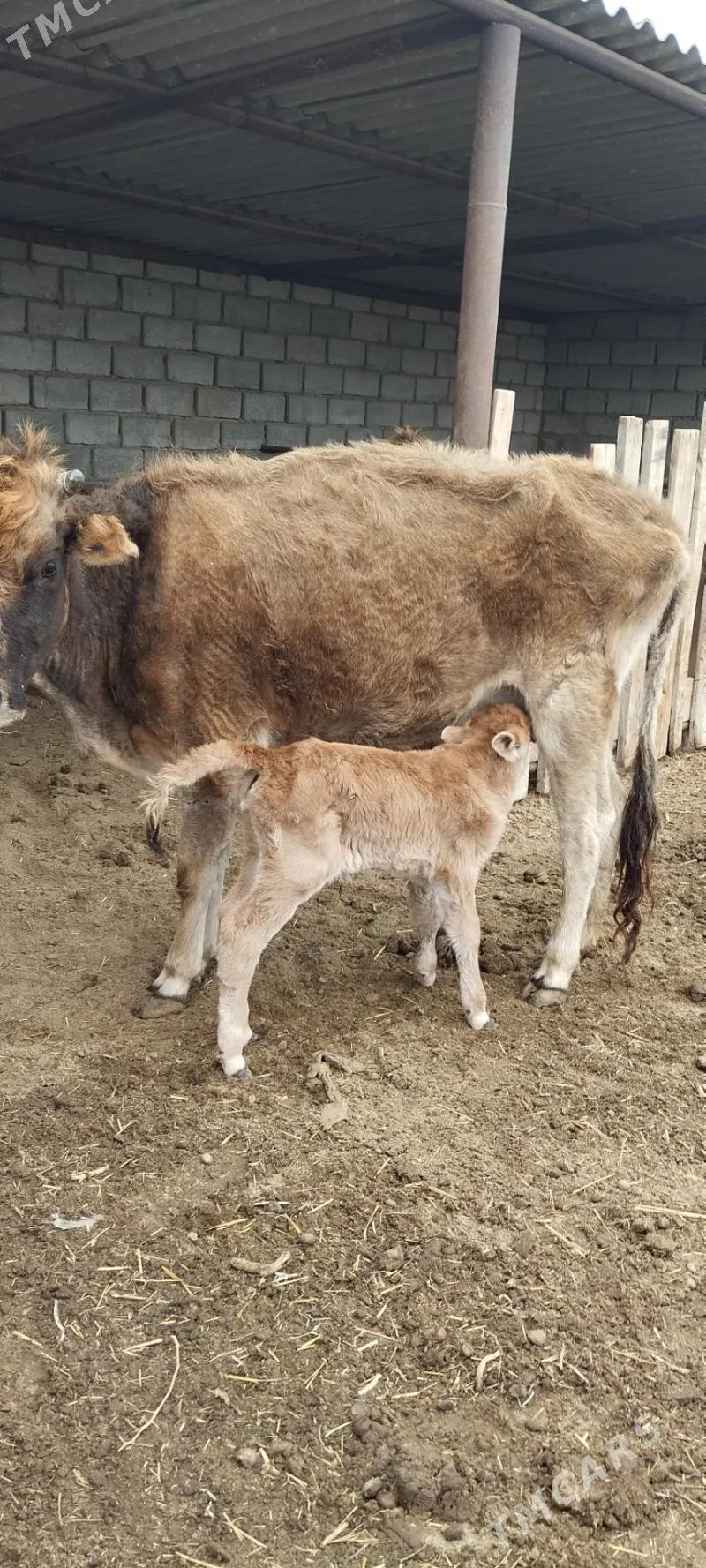 sygyr - Esenguly - img 1