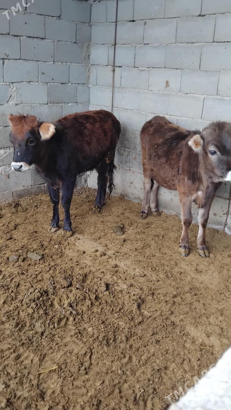 tüwe - Bäherden - img 1