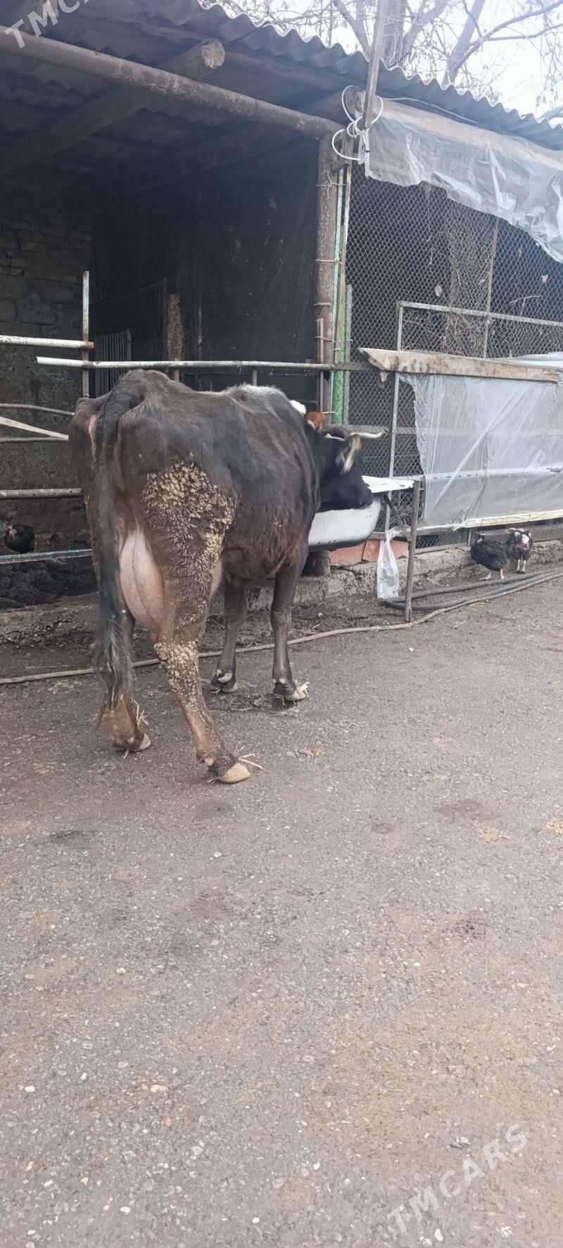 soleli sygyr - Aşgabat - img 1