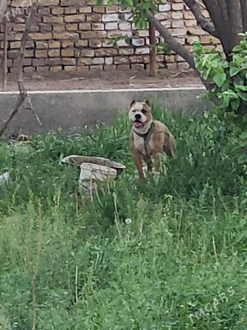 ПИТБУЛ - Саят - img 1