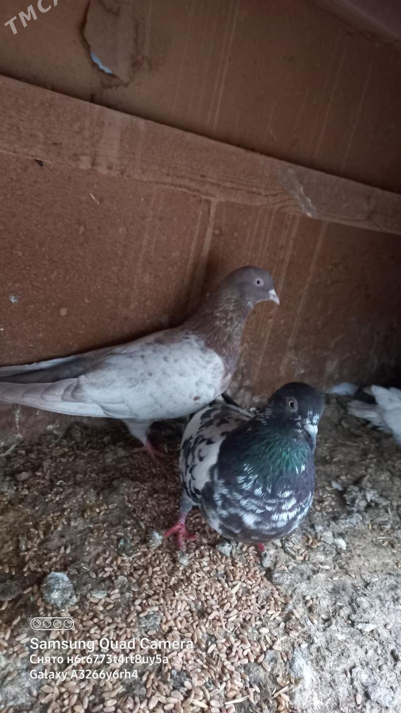 kepderi - Çoganly - img 1