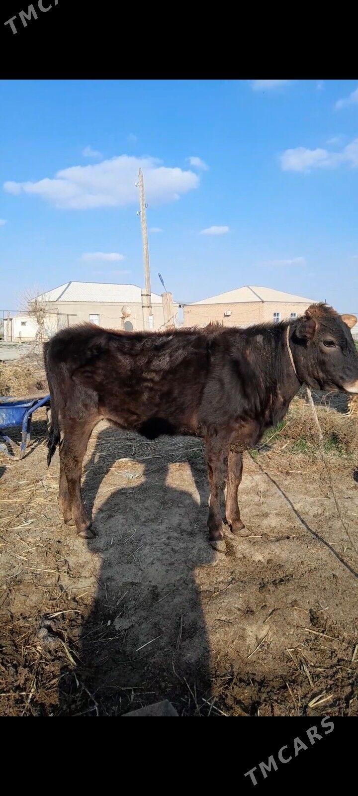 tuwe - Bäherden - img 1