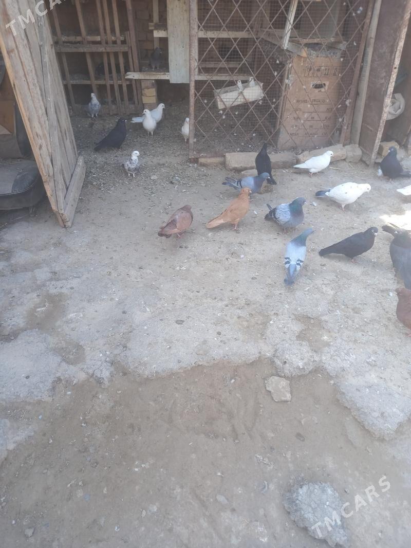 голубы - Türkmenabat - img 1