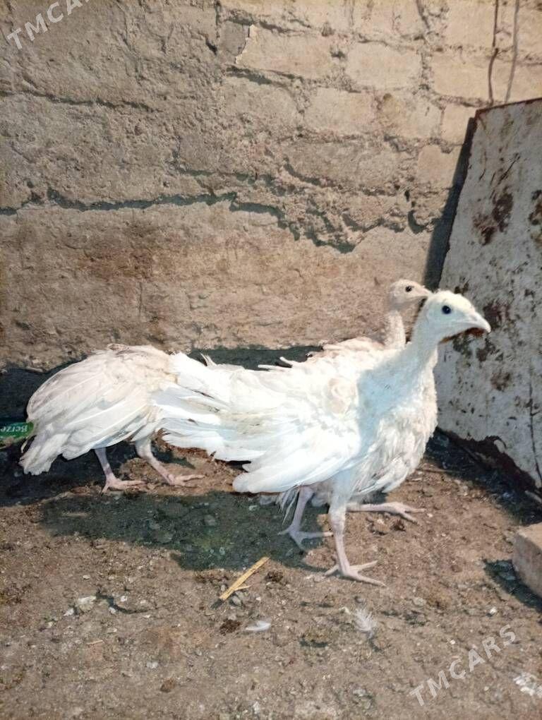 induk juje - Мары - img 1