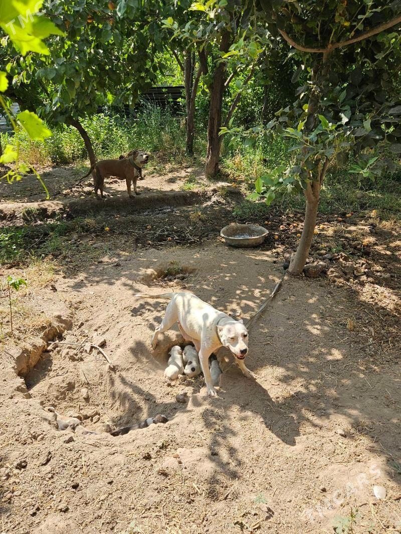 ПИТБУЛ - Саят - img 1