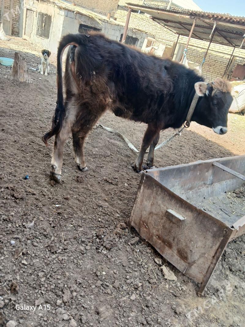 gulajyn gole - Мары - img 1