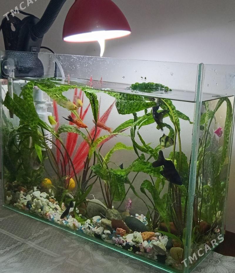 akwaryum - Туркменабат - img 1