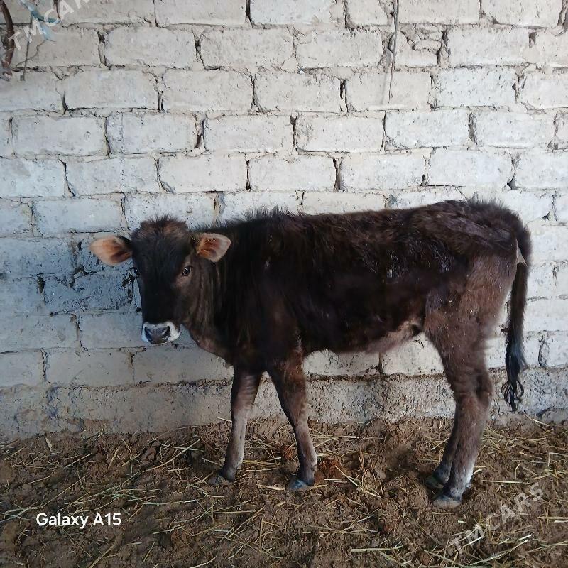 Tuwe - Büzmeýin - img 1