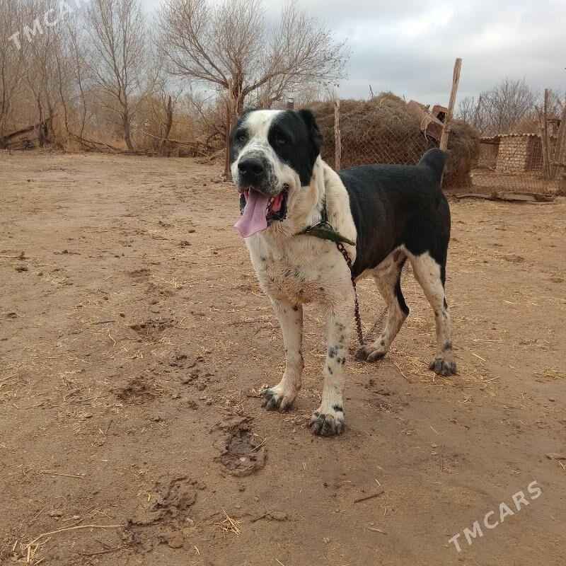 Garagöz - Babadaýhan - img 1